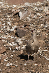 European herring gull (Larus argentatus)  chick at nesting site, Bass Rock, United Kingdom