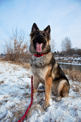 German Shepherd in the Outdoor, Winter Time  The Portrait of the German Shepherd in the Winter Time