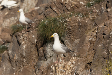 European herring gull (Larus argentatus)  adult at nesting site, Bass Rock, United Kingdom