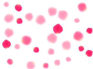 Pink rose petals falling valentine background.