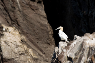Northern Gannet (Morus bassanus) at nest site, near breeding colony at bass rock, united Kingdom