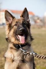 Lovely German Shepherd in the Outdoor