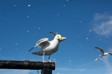 European herring gull (Larus argentatus)  on side of boat during fishing, Bass Rock, United Kingdom