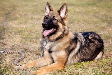 Lovely German Shepherd in the Outdoor