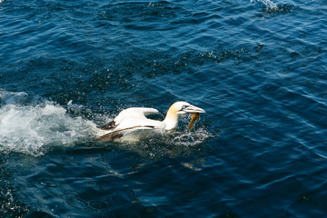 Northern Gannet (Morus bassanus) with fish in sea near breeding colony at bass rock, united Kingdom