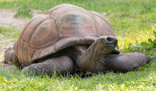 Aldabrachelys gigantea - The turtle is huge outside on the grass.