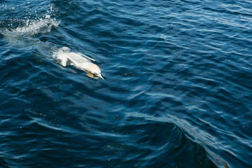 Northern Gannet (Morus bassanus) Calling while fishing, near breeding colony at bass rock, united Kingdom