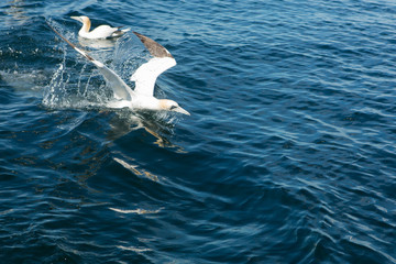 Northern Gannet (Morus bassanus)  fishing, near breeding colony at bass rock, united Kingdom