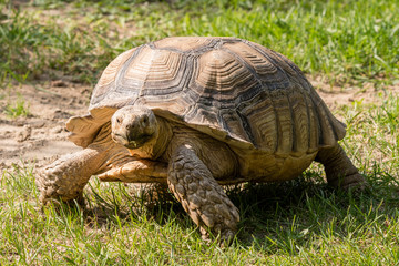 Centrochelys sulcata - Tortoise on the grass.