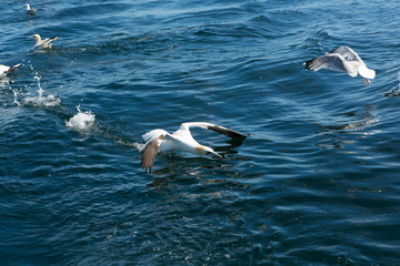 Northern Gannet (Morus bassanus)  fishing, near breeding colony at bass rock, united Kingdom