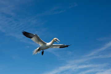 Northern Gannet (Morus bassanus) in flight fishing, near breeding colony at bass rock, united Kingdom