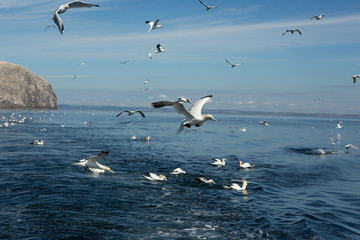 Northern Gannet (Morus bassanus) in flight fishing, near breeding colony at bass rock, united Kingdom