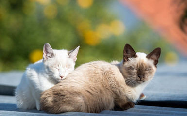 Gatinhos no telhado