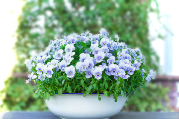 Pansy flowers in shades of lilac, violet and blue in a white vintage wash basin or pot on a balcony table, copy or text space