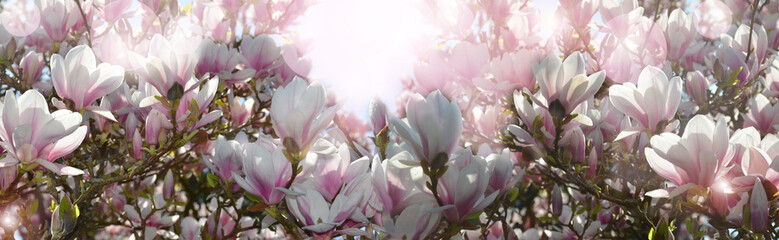 Fototapety  Beautiful magnolia in bloom banner