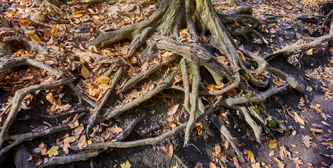 The roots of old trees, covered with moss and autumn leaves, creep on the earth in different directions and create a fabulous landscape in a magical forest. Nature concept for design