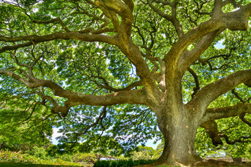Fototapeta premium The vitality of the tree