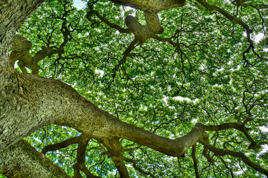 The vitality of the tree