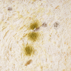 mold on white bread