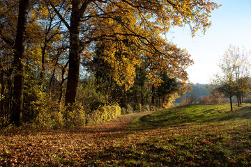 Wald im Herbst