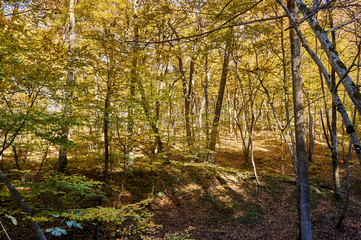Trees and shrubs with yellow and green leaves on the mountainside, in the autumn forest. This golden autumn. Fabulous landscape of the magical forest on the Caucasus mountain range.