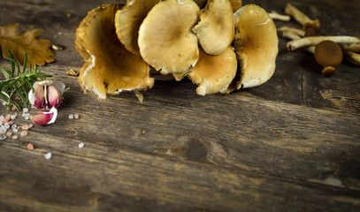 mushrooms collected in the forest of poplars on wooden table and other ingredients