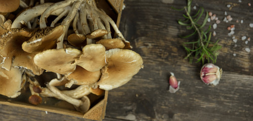 mushrooms collected in the wood of poplar trees on wooden table