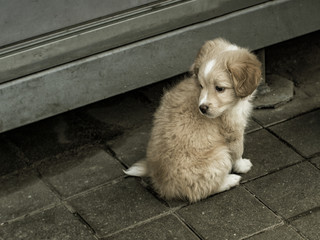 sad little dog
