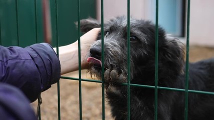 Adopt, Don't Buy Concept. Human Hand And Lonely Sad Stray Dog At Shelter.