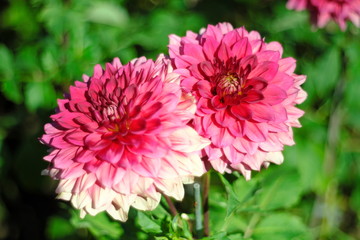 Pink and red and background blurred by a flower garden.

