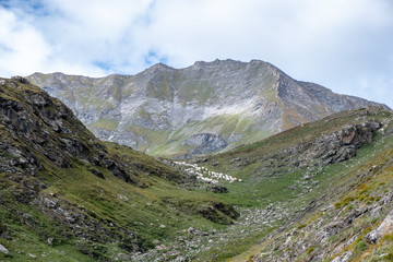 piedmont white cows in italian valley mountains