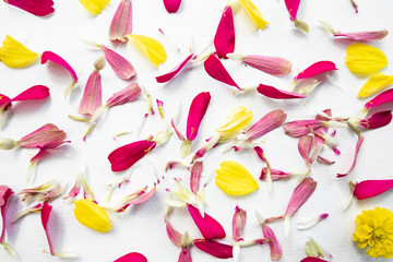 colorful of flower petals background