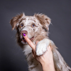 Hand of woman and dog (australian shepherd), finger at nose
