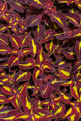 Coleus flower background. Decorative leaves with red and yellow patterns 