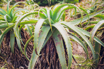 Mature aloe succulent growing in the grounds of old Picton Church, Bunbury, western Australia on a...