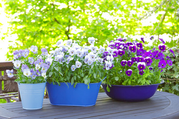 Fototapeta premium Purple, blue and violet pansy flowers in 2 pots and a bowl on a wooden balcony table in spring, copy or text space