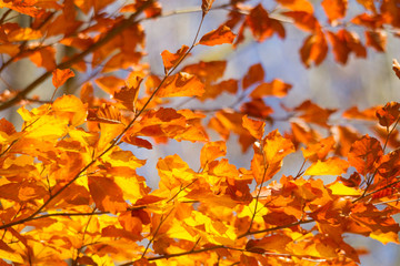 golden shining beech leaves are illuminated by the sun