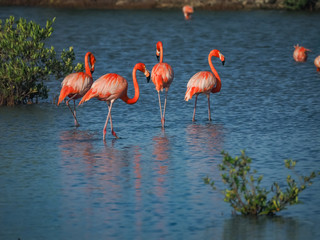 Fototapeta na wymiar Flamingos at the Jan Kok Salt Pans on the Caribbean Island of Curacao