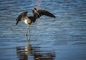 A heron at the salt pans of Jan Kok  on the Caribbean Island of Curacao