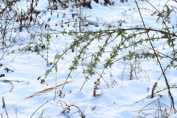 Green branches of a plant on a background of snow on a sunny day. Close up