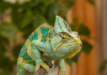 chameleon © skif55