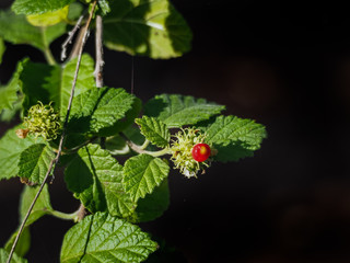 Flowers  at the salt pans of Jan Kok  on the Caribbean Island of Curacao