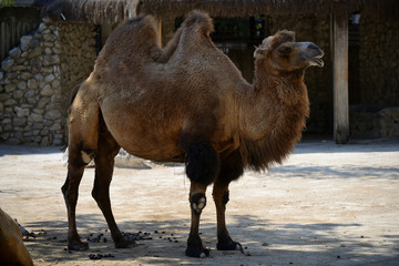 camel at the zoo