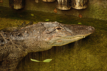 crocodile in the water, zoo