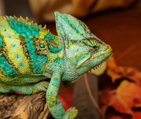 chameleon