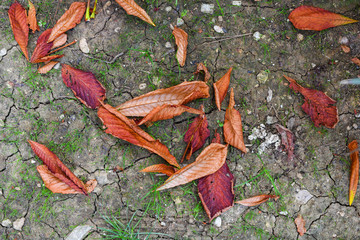 Leaves on the ground