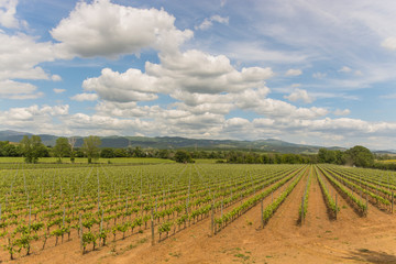 Fototapeta na wymiar Massa Marittima , Italy - landscape vineyards and clouds