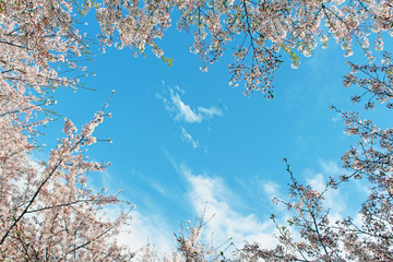桜の花　ソメイヨシノ
