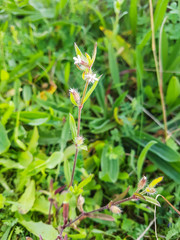 Catchfly or windmill pink
