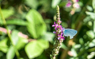 Holly blue butterfly on a flower